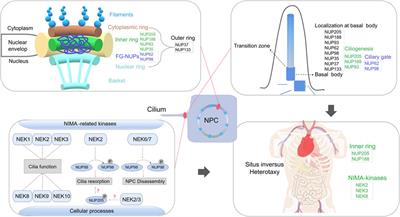 Non-classical functions of nuclear pore proteins in ciliopathy